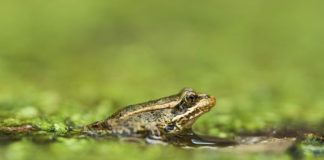 AI detects sound of frog species threatened in Southern California
